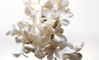 A delicate arrangement of white flowers arranged against a soft, light background, creating an elegant and serene visual effect.