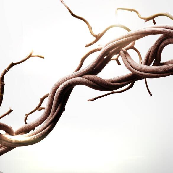 A close-up of intertwined, elegant tree branches against a soft, glowing background.