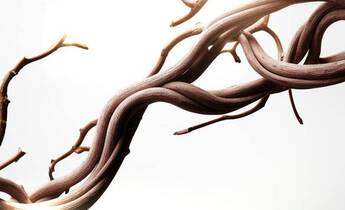 A close-up of intertwined, elegant tree branches against a soft, glowing background.