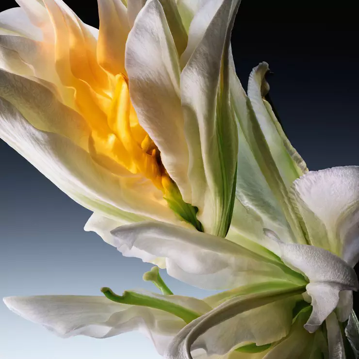 Abstract ingredient visual highlighting the White flower bouquet ingredient of Wonder Bouquet