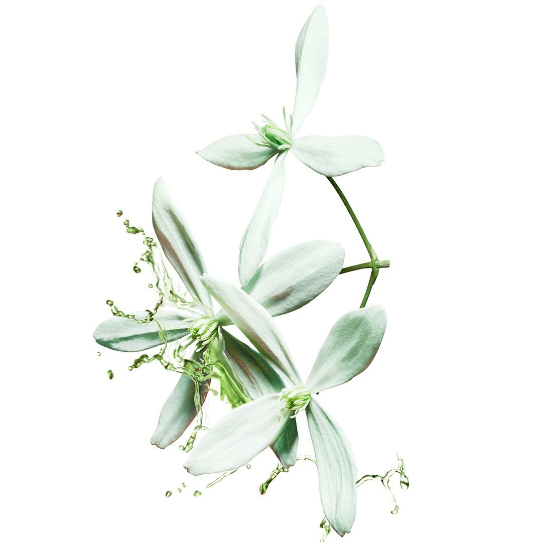 A bouquet of white flowers with delicate petals and yellow stamens, softly illuminated against a light background.