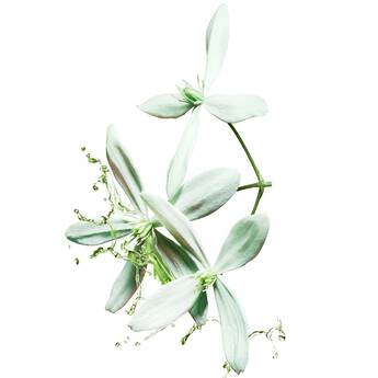 A bouquet of white flowers with delicate petals and yellow stamens, softly illuminated against a light background.