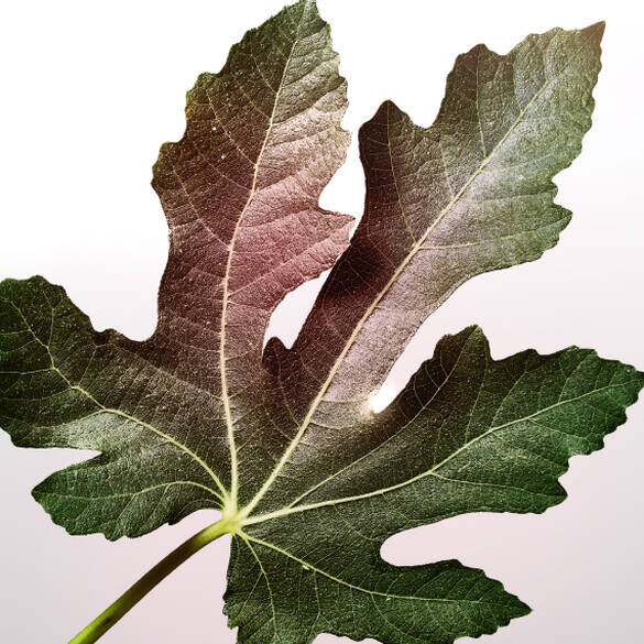 A close-up of a green fig leaf featuring distinct lobes and a textured surface, set against a light background.