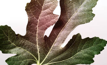 A close-up of a green fig leaf featuring distinct lobes and a textured surface, set against a light background.