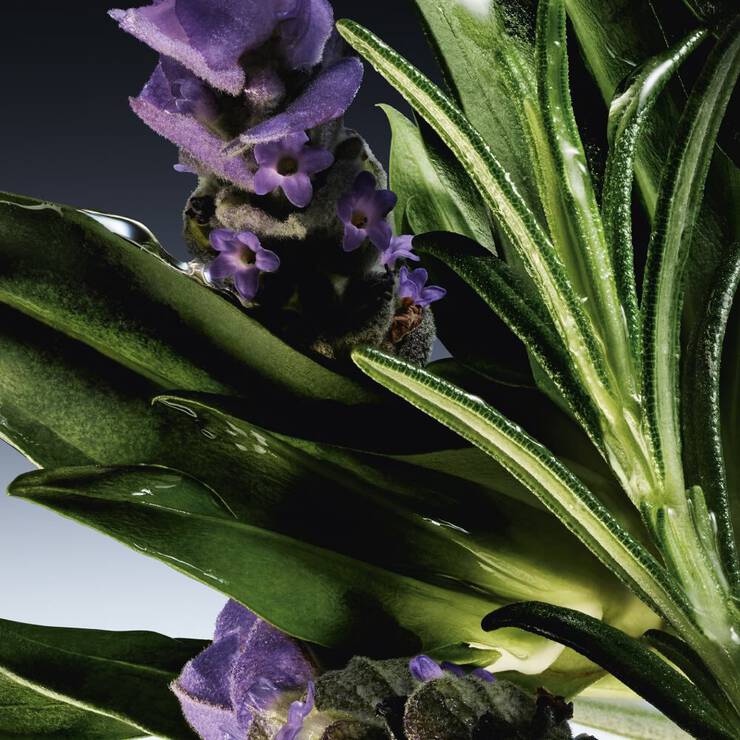 Abstract ingredient visual highlighting a vibrant blend of thyme, basil, clary sage, and fig leaf - reflecting the ingredients of Mugler - Mystic Aromatic - Eau de Parfum - Aromatic Woody Scent