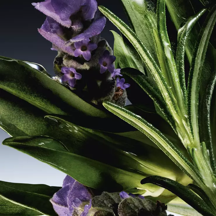 Abstract ingredient visual highlighting a vibrant blend of thyme, basil, clary sage, and fig leaf - reflecting the ingredients of Mugler - Mystic Aromatic - Eau de Parfum - Aromatic Woody Scent