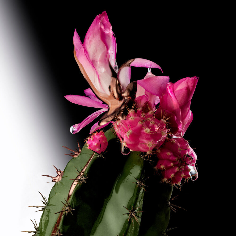 A close-up of a cactus with vibrant pink flowers, some covered in droplets of water, against a dark background.