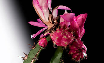 A close-up of a cactus with vibrant pink flowers, some covered in droplets of water, against a dark background.