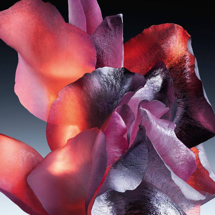 Abstract ingredient visual highlighting theDramascena rose ingredient of Chyprissime