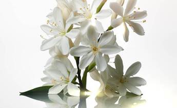 A bunch of white flowers with delicate petals arranged elegantly, reflecting on a soft, light background.