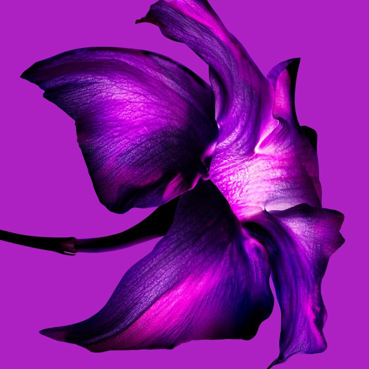 A close-up of a vibrant purple flower against a matching purple background, showcasing intricate petals and a glowing center.