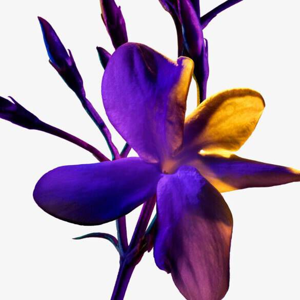 A close-up of a vibrant purple and yellow flower with delicate petals and budding stems against a plain background.