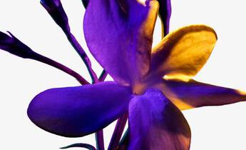A close-up of a vibrant purple and yellow flower with delicate petals and budding stems against a plain background.