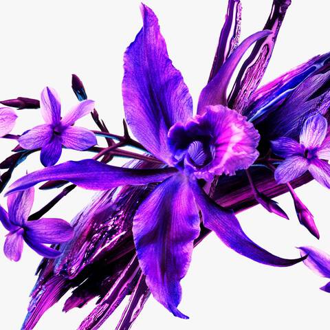 A vibrant arrangement of purple orchids with intricate petals, set against a light background. The flowers display various shades of purple, creating a striking visual contrast.
