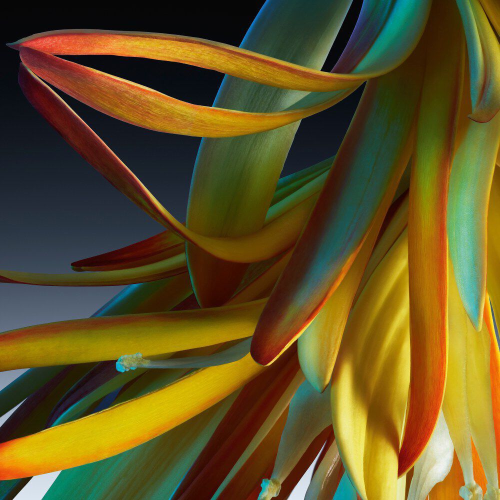 Abstract ingredient visual highlighting the Gentiane ingredient of Ambre Redoutable