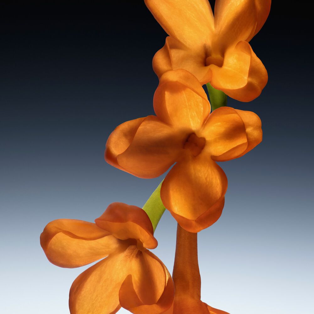 Abstract ingredient visual highlighting the Osmanthus ingredient of cuir impertinent