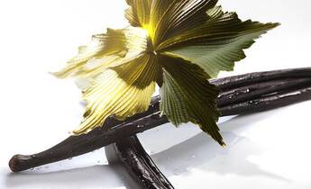 A close-up of dark vanilla beans arranged on a white surface, topped with a vibrant green leaf.