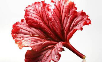 A vibrant red leaf with intricate veins, covered in droplets of water, set against a bright, softly lit background.