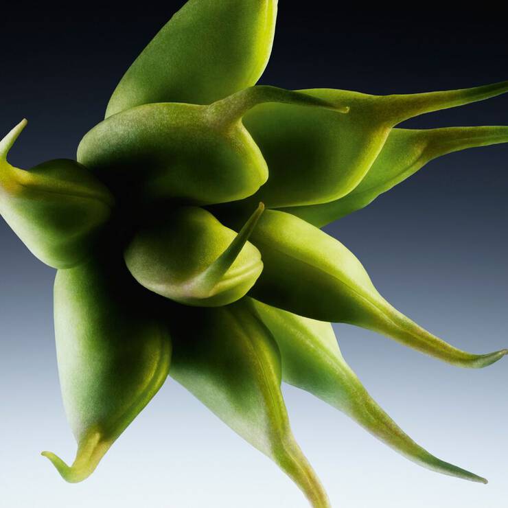 Abstract ingredient visual highlighting the Star anice ingredient of cuir impertinent