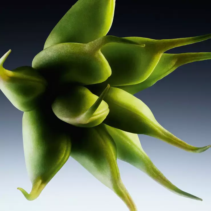 Abstract ingredient visual highlighting the Star anice ingredient of cuir impertinent