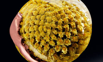Close-up of a yellow flower head encased in resin, with a sleek copper curve integrated into the bottom, set against a dark background.