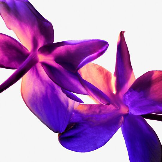 A close-up of vibrant purple orchids with delicate petals, bathed in soft light.