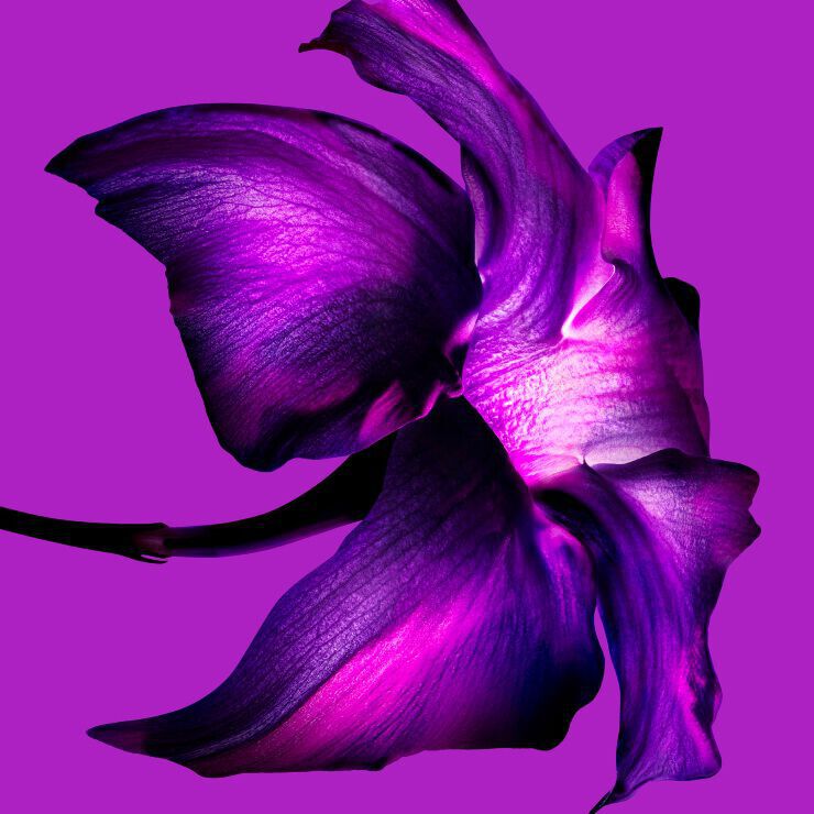 Purple jasmine sambac bloom ingredient shot on magenta background, showcasing the floral notes of Mugler Alien Extraintense