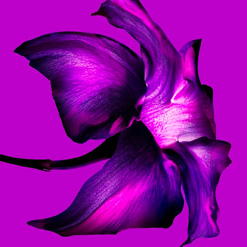 Purple jasmine sambac bloom ingredient shot on magenta background, showcasing the floral notes of Mugler Alien Extraintense