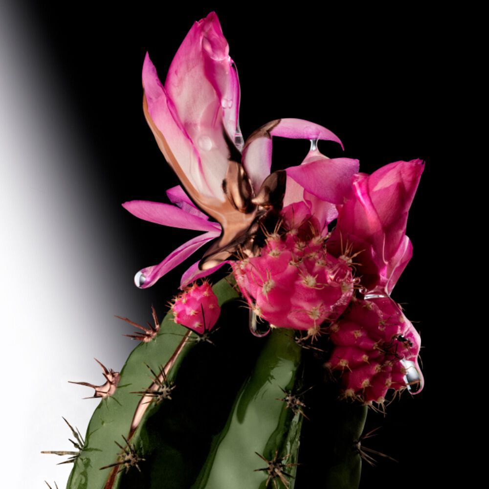 Cactus flower ingredient shot with vibrant pink blooms on dark background, showcasing the fresh and radiant top notes of Mugler Alien Goddess Supra Florale