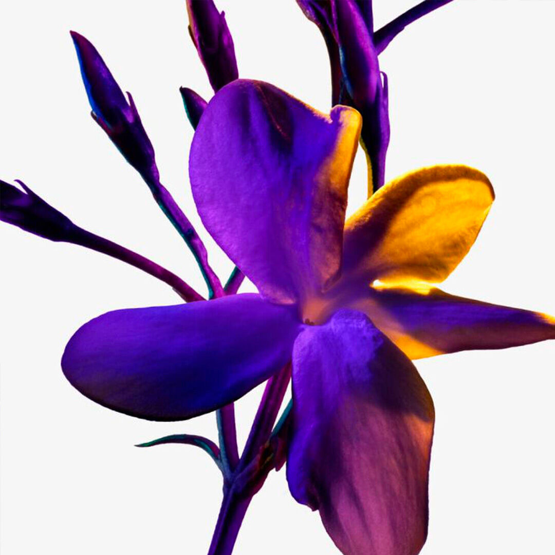Jasmin Sambac flower ingredient shot with deep purple and yellow petals, showcasing the sumptuous solar floral heart note of Mugler Alien Perfuming Body Cream