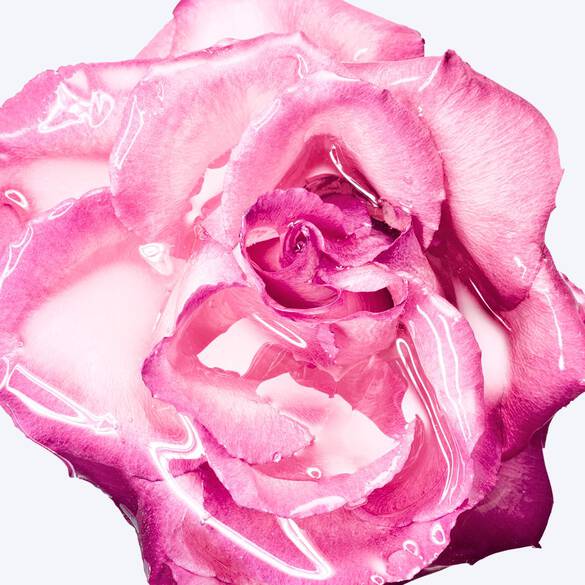 Close-up of a blooming pink rose coated in a clear, glossy liquid.