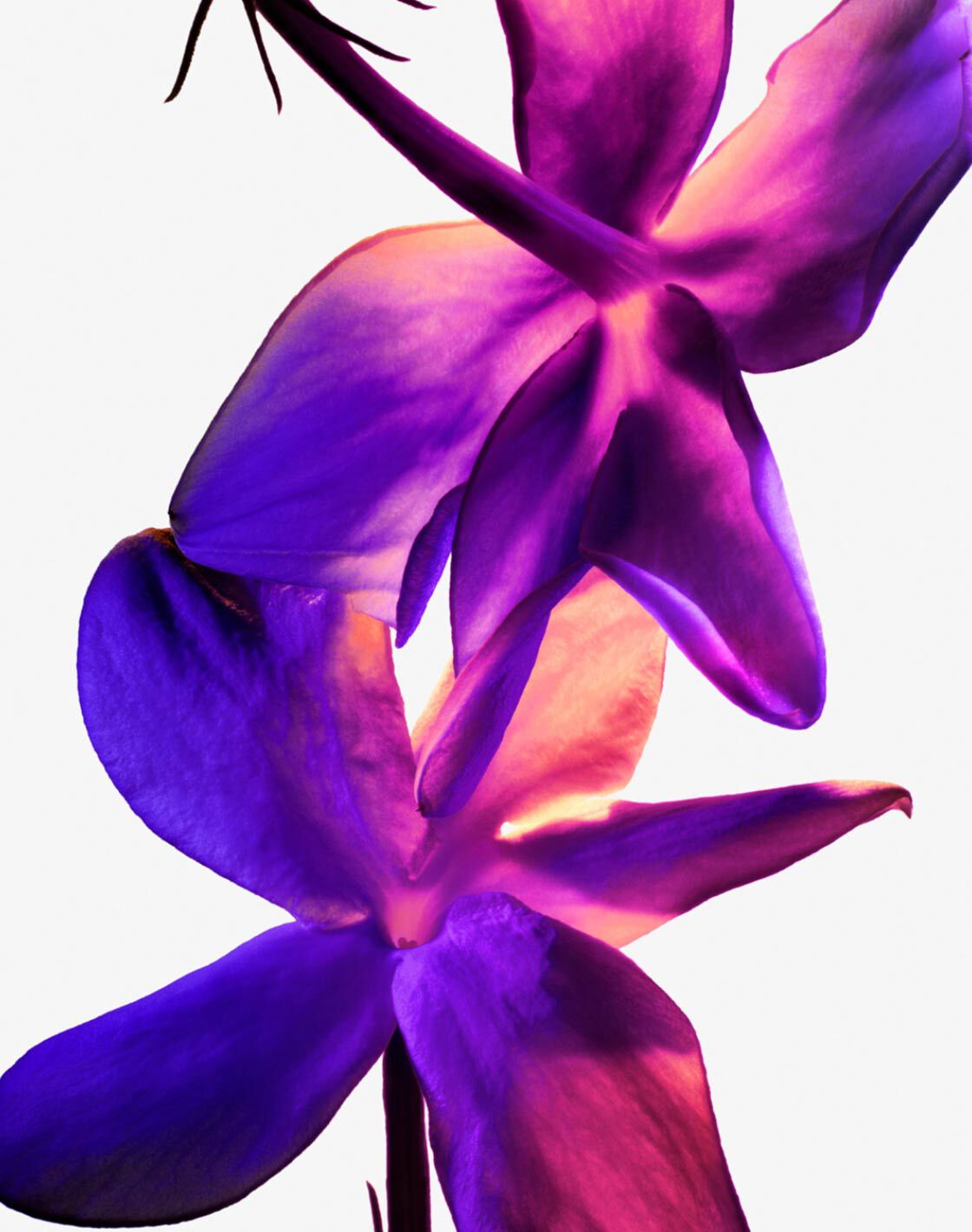 Mugler's Alien Hypersense Eau de Parfum