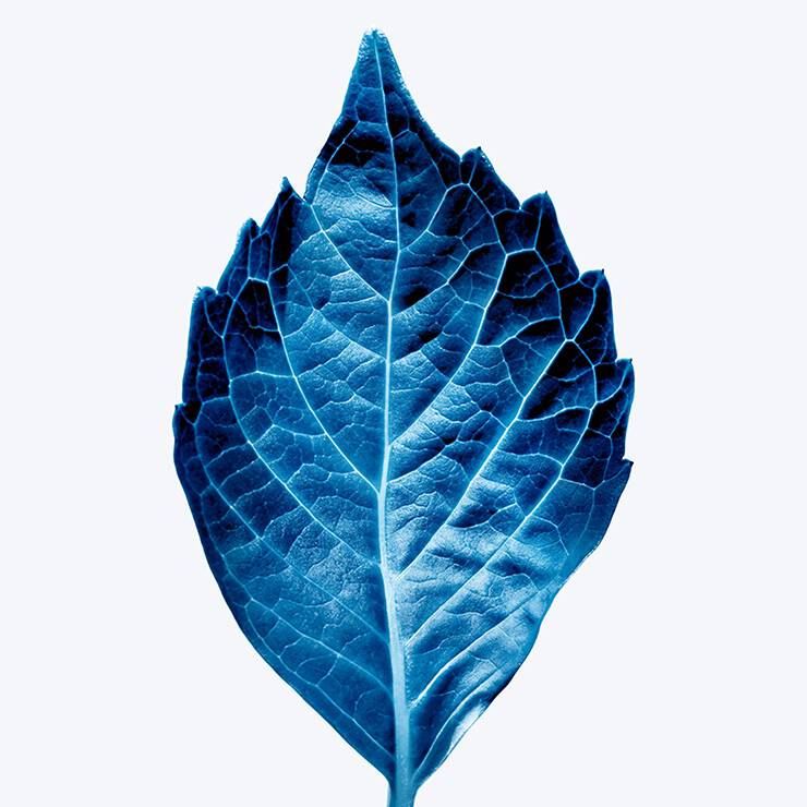 Detailed blue leaf with prominent veins and serrated edges on a white background.